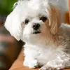 Jeff Harry - @jeff.harry18 - TikTok