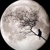 jeffreyhowlett535 - @jeffreyhowlett535 - TikTok