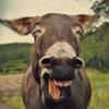 Jeff Humphreys - @jeffhumphreys1 - TikTok