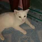 Momo - @jeff.kippis - Instagram