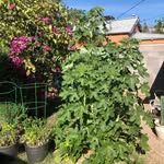 Jeff Kohl - @foodgrower2 - Instagram