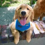 Jeff The Dog - @jeff.kula - Instagram