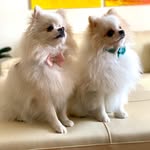 🐾 Jeff & Lucy 🐾 - @jeffnlucypoms - Instagram