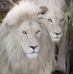 JeffandLynnie Lyons - Facebook