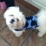 Jeff Mcconnell - @jeff_the_shihtzu - Instagram