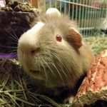 Jeff McKibben - @jeffs.critters - Instagram