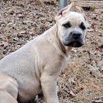 Jeff Padgett - @gunner_theitalianmastiff - Instagram