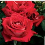 Jeffpeace - @michaeljeffrey5 - Instagram
