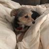 Jeff & Pepper - @jsk9595 - TikTok