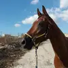pisani - @jeffreypisani - TikTok