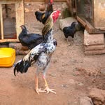 jeff poultry farm - @jeff_poultryfarm - Instagram