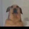 Frittenranch_jeff_nico - @frittenranch_jeff_nico - TikTok