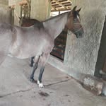 Rancho do Jeff - @ranchodojeff - Instagram