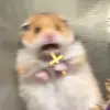 JeffRaunKing - @xavier.m29 - TikTok