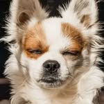 jeffree valentino - @jeffreelchihuahua - Instagram