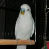 Reichmuth Josef - @reichmuthjosef40 - TikTok