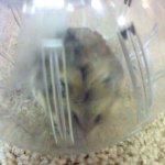 Chewy Jeff Reiter - @chewy_the_hamster_21 - Instagram
