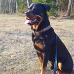 Jeff - @jeff.rottweiler - Instagram