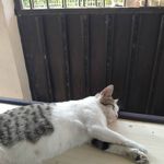 Tukang Makan - @jeffryalsinamon - Instagram