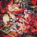 Jeffrey Saucier - @jeffreysaucier - Instagram