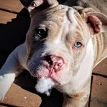 Jeff Staudinger - @tyson_the_micro - Instagram