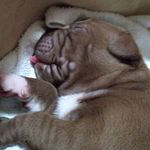 Jeff Story - @oldcrowspitbulls - Instagram