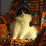 Jeff Stowell - @az.chibears.79 - Instagram