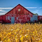 Jeff Tesch - @huskertazman - Instagram