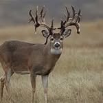 Jeff Titus - @jtituswhitetail - Instagram