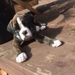 Jeff Tweedy - @jefftweedyboxerdog - Instagram