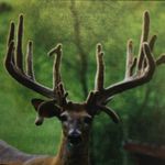 Jeff Varner - @buckdynastyohiollc - Instagram