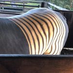Jeff Waltz - @jeff.waltz.562 - Instagram