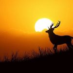 Jeff William - @jeffwills247 - Instagram