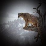 Jeffery Amos - @jefferyamos72 - Instagram