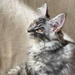 Jeffrey Maine Coon - @jeffrey.mainecoon - Instagram