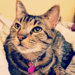 Jeffery Fisher, Tiger Claw, and Junior Noodle - @jefferyfisher_fluffalylewis - Instagram