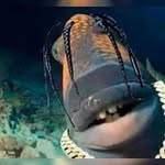 @jeffery_fishies - Instagram