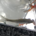 Jeffery The Fish - @jeffery__2018_______ - Instagram