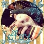 Owner: Shelby - @jefferyharleyhedgies - Instagram