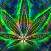 BigDaddySmoke - @jefferyherring5 - TikTok