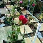 Jeffrey Lazarus - @jeffrey.lazarus.9 - Instagram