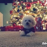 Jeffery🐶🐾 - @_jeffery_moreno_ - Instagram