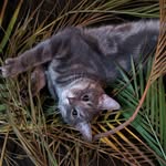 Mr Jeffery Pickles - @mr.jefferypickles - Instagram