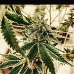 Jeffery Dan Walter - @jefferydanwalter - Instagram
