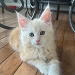 Archie Jeffrey Gonzalez - @archiejeffrey_the_mainecoon - Instagram