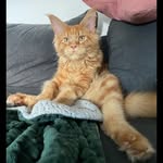 Jeffrey - @jeffrey_mainecoon - Instagram