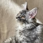 Jeffrey Maine Coon - @jeffrey.mainecoon - Instagram
