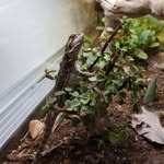 Jeffrey Arce - @phsbio_pet - Instagram