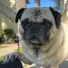 Jeffrey the pug - @jeffreykennethbarkington - TikTok