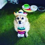 Jeffrey Beck - @jeffreybeck1973_5150 - Instagram